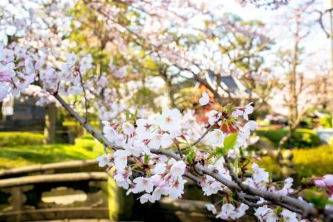 Sakura blossoms Stock Photos
