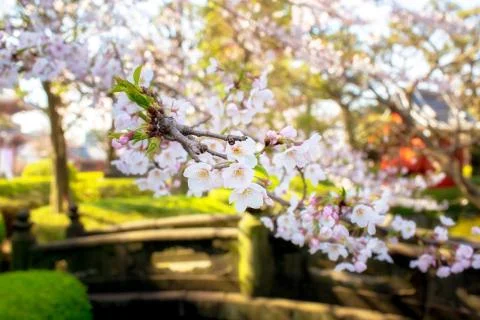 Sakura blossoms Stock Photos