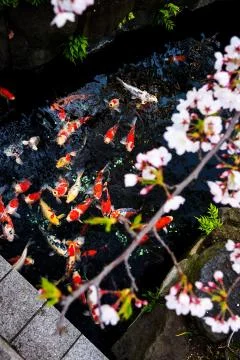 Sakura blossoms Stock Photos