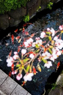 Sakura blossoms Stock Photos