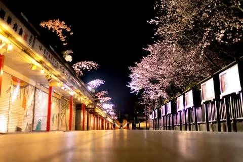 Sakura blossoms Stock Photos