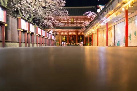 Sakura blossoms Stock Photos