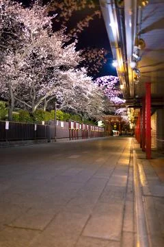 Sakura blossoms Stock Photos