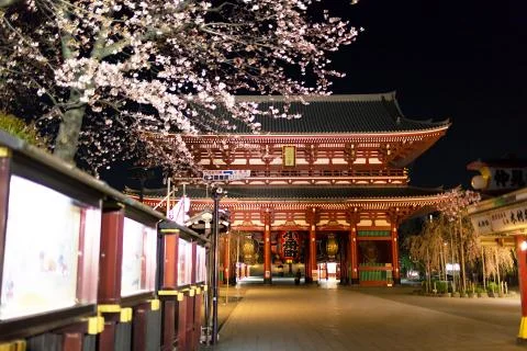 Sakura blossoms Stock Photos