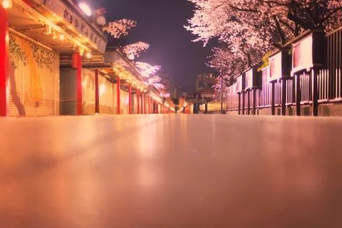 Sakura blossoms Stock Photos