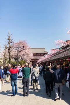 Sakura blossoms Stock Photos