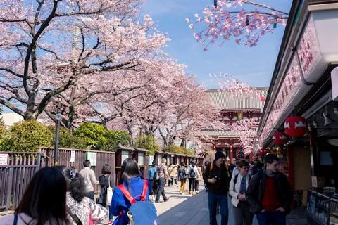 Sakura blossoms Stock Photos