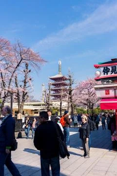 Sakura blossoms Stock Photos