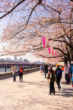 Sakura blossoms Stock Photos