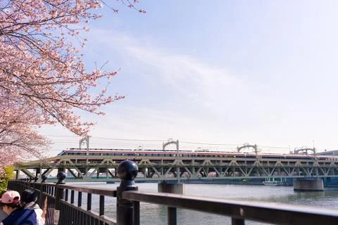 Sakura blossoms Stock Photos
