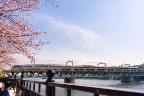 Sakura blossoms Stock Photos
