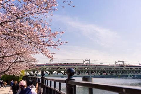 Sakura blossoms 스톡 사진