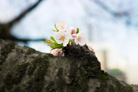 Sakura blossoms Stock Photos