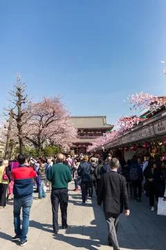 Sakura blossoms Stock Photos