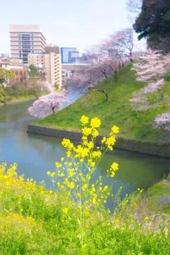 Sakura blossoms Stock Photos