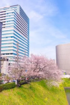 Sakura blossoms Stock Photos