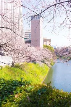 Sakura blossoms Stock Photos