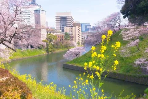 Sakura blossoms Stock Photos
