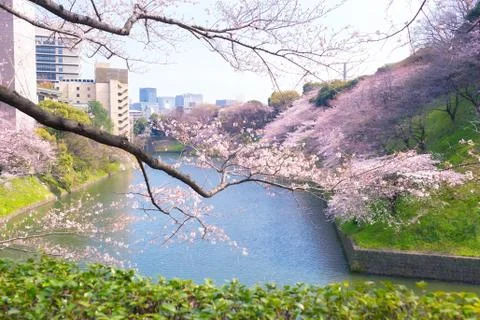 Sakura blossoms Stock Photos