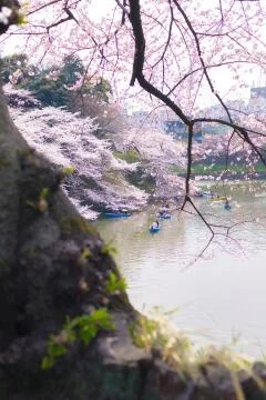 Sakura blossoms Stock Photos