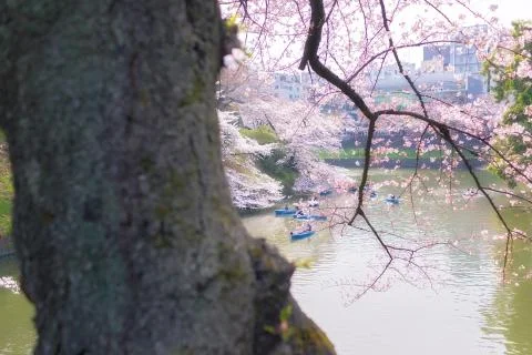 Sakura blossoms Stock Photos