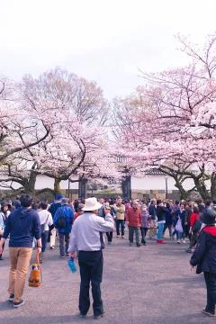 Sakura blossoms Stock Photos