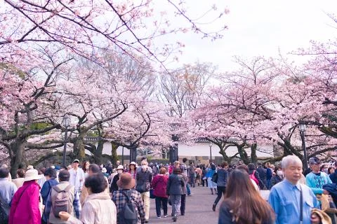 Sakura blossoms Stock Photos