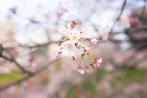 Sakura blossoms Stock Photos