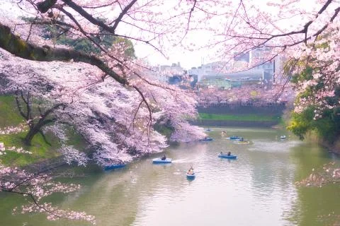 Sakura blossoms Stock Photos