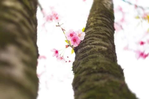 Sakura blossoms Stock Photos