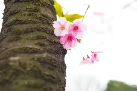 Sakura blossoms Stock Photos