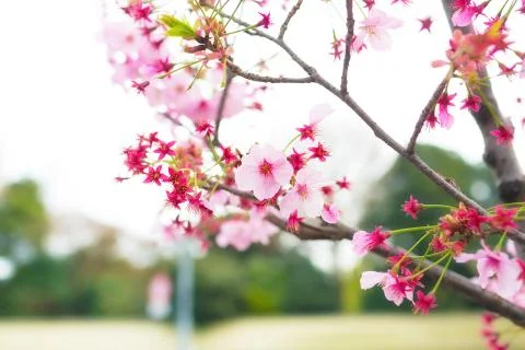 Sakura blossoms Stock Photos