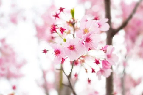 Sakura blossoms Stock Photos