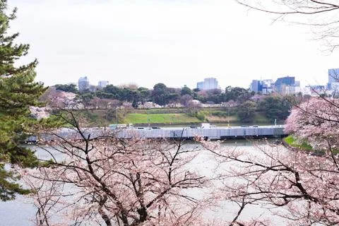 Sakura blossoms Stock Photos