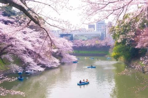 Sakura blossoms Stock Photos