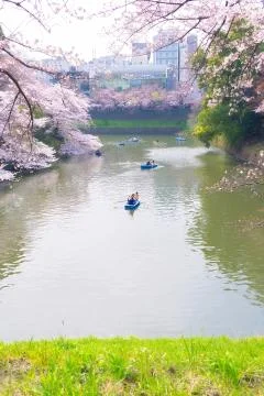 Sakura blossoms Stock Photos