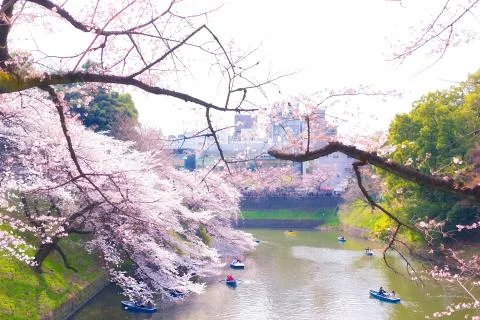Sakura blossoms Stock Photos