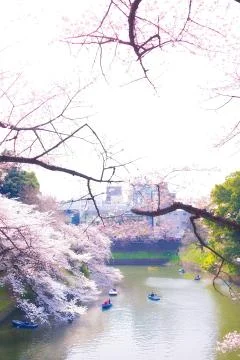 Sakura blossoms Stock Photos