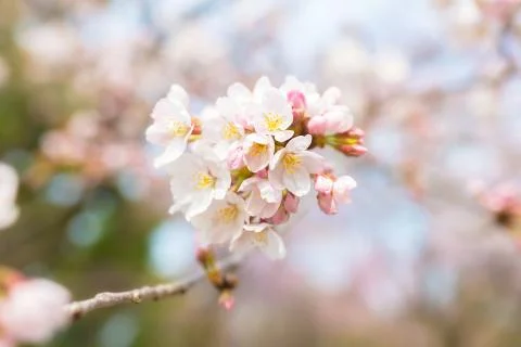 Sakura blossoms Stock Photos
