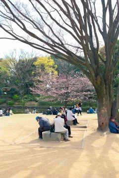 Sakura blossoms Stock Photos
