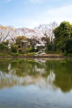 Sakura blossoms Stock Photos