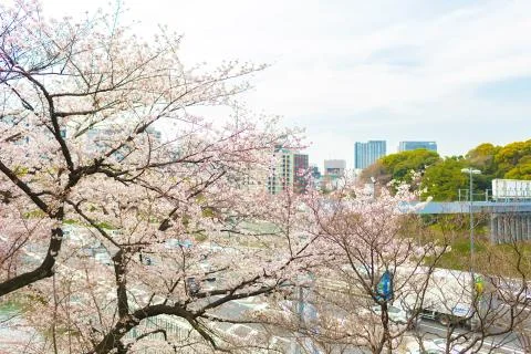 Sakura blossoms Stock Photos