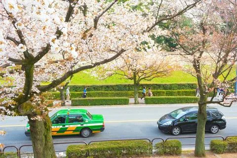 Sakura blossoms Stock Photos