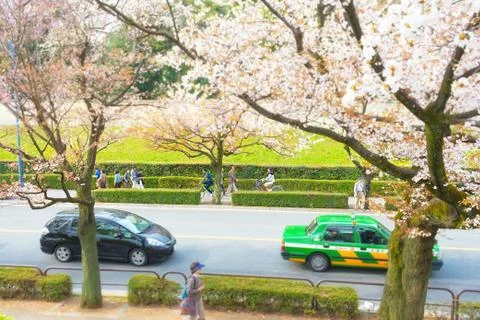 Sakura blossoms Stock Photos