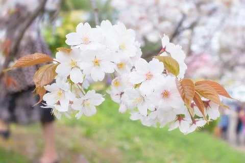 Sakura blossoms Stock Photos