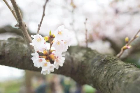 Sakura blossoms Stock Photos