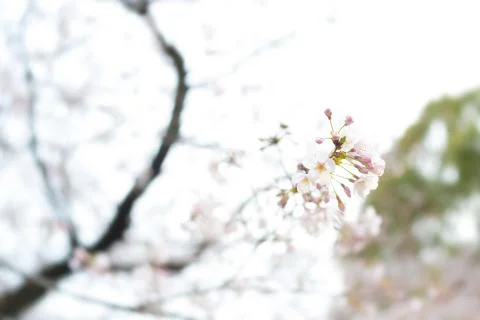 Sakura blossoms Stock Photos