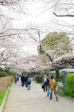 Sakura blossoms Stock Photos