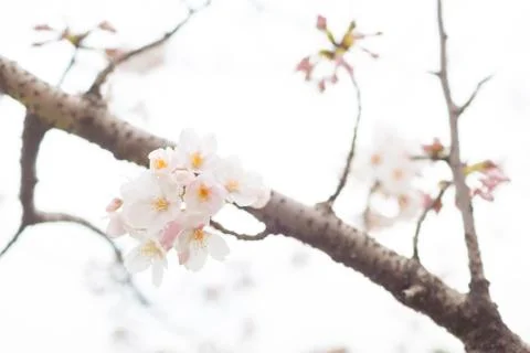 Sakura blossoms Stock Photos