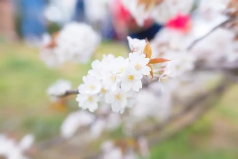 Sakura blossoms Stock Photos